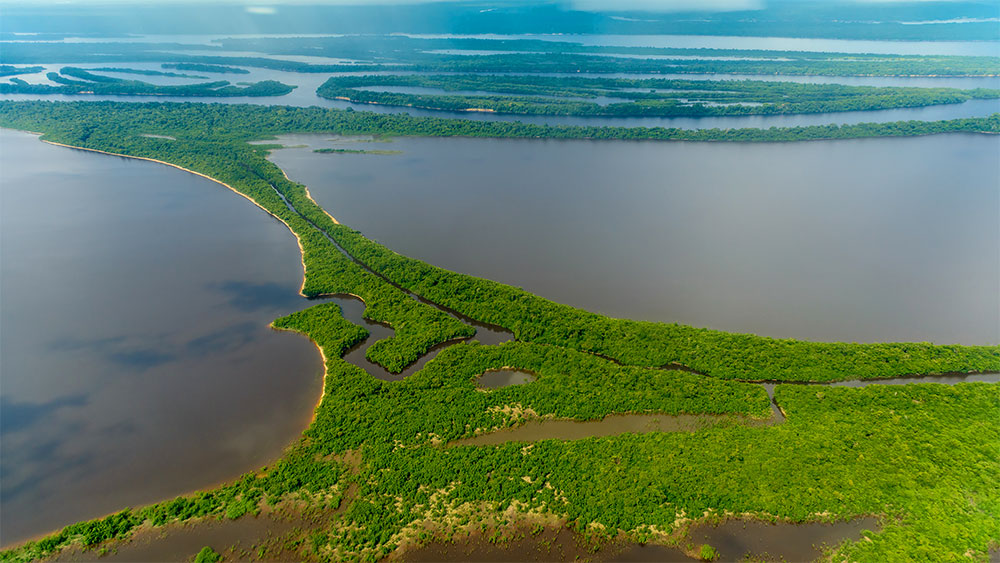 Река Амазонка - родной дом для многих тысяч животных